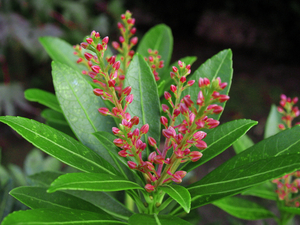 BLOEMVORMING VAN DE PIERIS