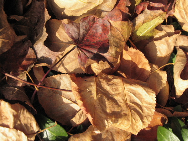 AFGEVALLEN HERFSTBLADEREN