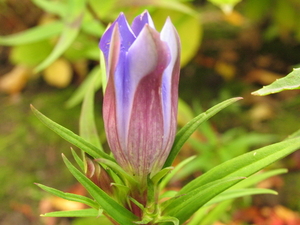 BLOEM VAN DE BLAUWE GENTIAAN