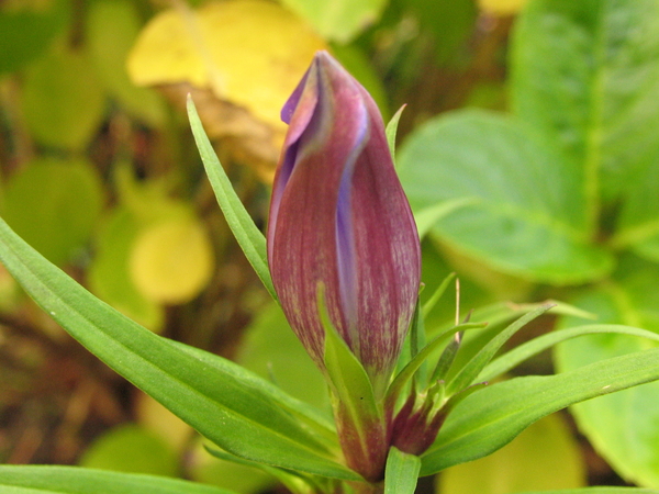 BLOEMKNOP VAN DE BLAUWE GENTIAAN