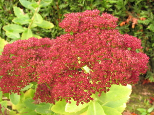 GROOT BLOEMSCHERM VAN DE SEDUM