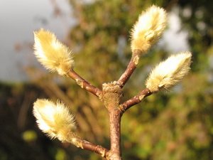 BLOEMKNOPPEN AAN DE MAGNOLIA