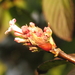 BLOEM VAN DE VIBURNUM