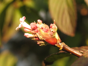 BLOEM VAN DE VIBURNUM