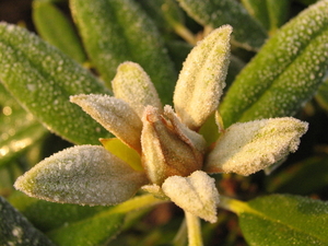 BLOEMKNOP VAN DE RODENDENDRON MET VORSTTOOI