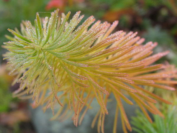 DAUWDRUPPELS TUSSEN DE EUPHORBIA