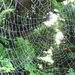 DAUWDRUPPELS IN SPINNEWEB