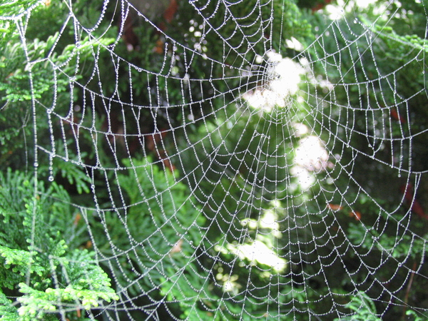 DAUWDRUPPELS IN SPINNEWEB