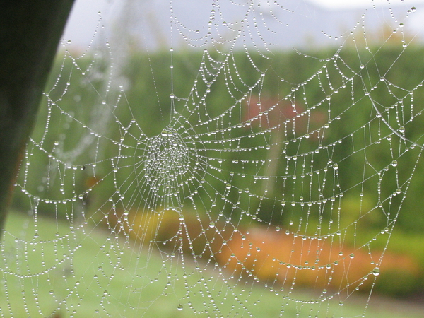 DAUWDRUPPELS ACCENTUEREN DE SPINNEWEB