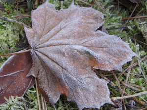 HERFSTBLAD MET RIJM SPOREN