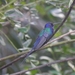 colibri te Boipeba