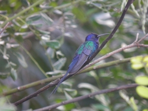 colibri te Boipeba