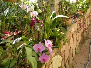 orhideen in de Chapada Diamantina
