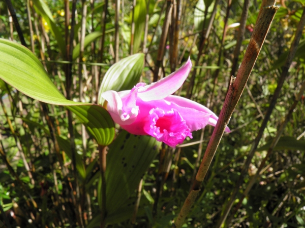 orchideen in de Chapada Diamantina