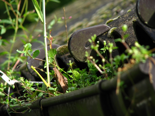 HangendeTuin061008 (2)