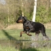 dogs_asha_5ASHA