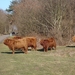 Schotse hooglanders