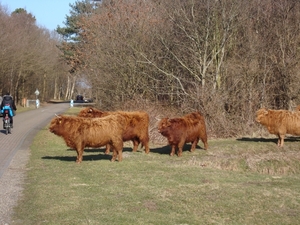 Schotse hooglanders