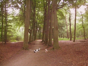 heuveltje bomen6