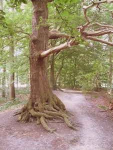 heuveltje bomen 1