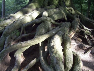 heuveltje bomen 3