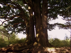 heuveltje bomen 4