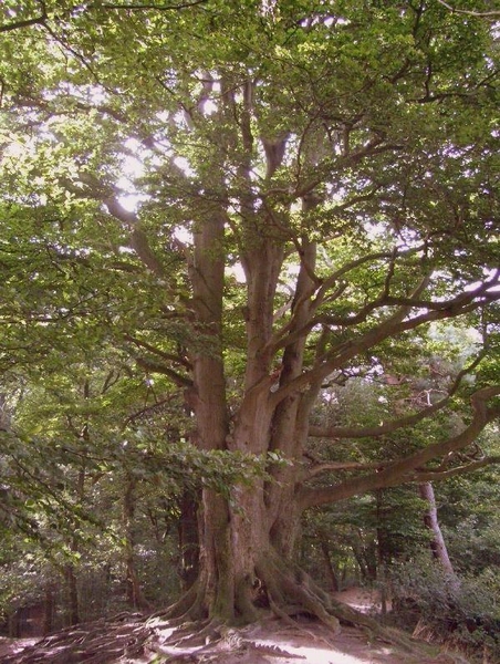 heuveltje bomen 5