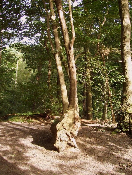heuveltje bomen 7