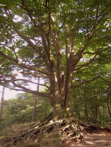 heveltje bomen 2