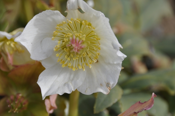 001 EEN RUSTIG LANDLEVEN...