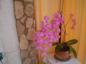 Flores 005