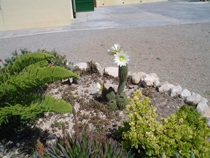 jardin4 bart 2004