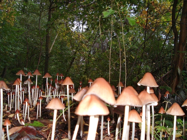 heemtuin-brunssum-012-PC