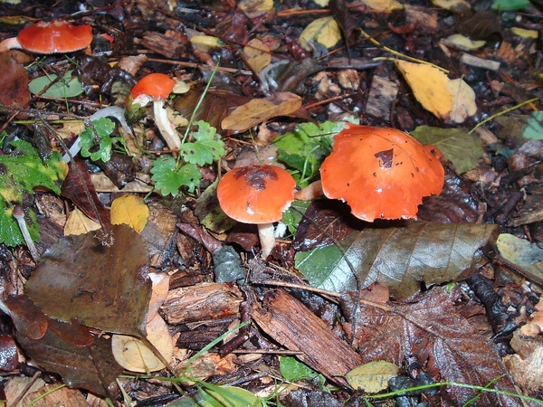 heemtuin-brunssum-013-PC