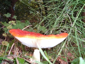 heemtuin-brunssum-014-PC