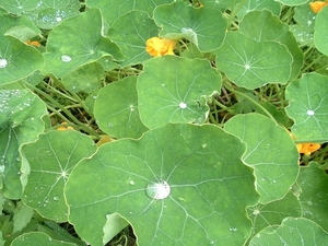 heemtuin-brunssum-019-PC