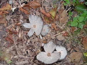 heemtuin-brunssum-026-PC