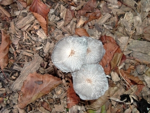 heemtuin-brunssum-027-PC