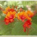 Caesalpinia_pulcherrima4