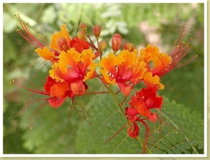 Caesalpinia_pulcherrima4
