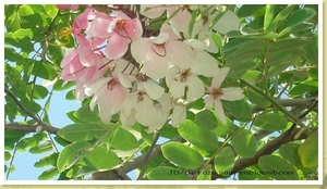 Caesalpinia_pulcherrima_6