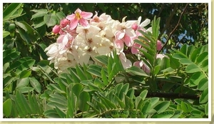 Caesalpinia_pulcherrima_pauwenbloemboom1juni2007