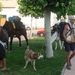 los arcos 2 206 201