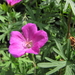 TUIN FOTO 126