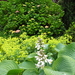 TUIN FOTO 203