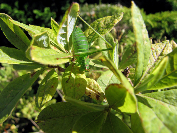 TUIN FOTO 296