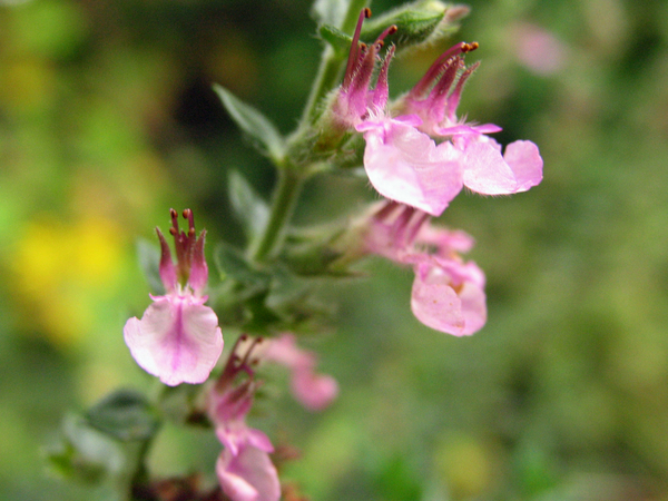 TUIN FOTO 321