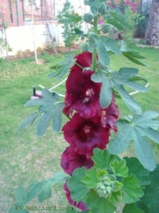 Stokrozen tuin Egypte