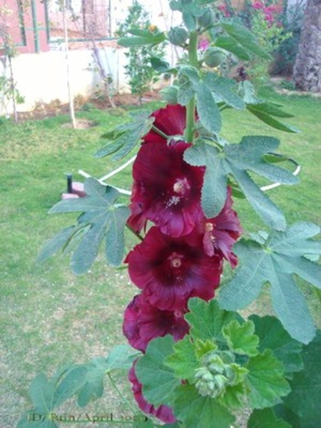 Stokrozen tuin Egypte