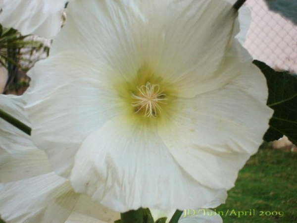 Stokrozen tuin Egypte